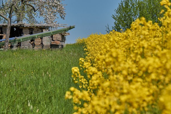 Frühling